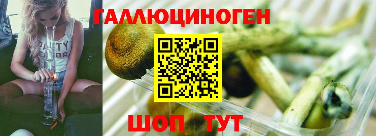 Псилоцибиновые грибы Psilocybine cubensis Щёлково